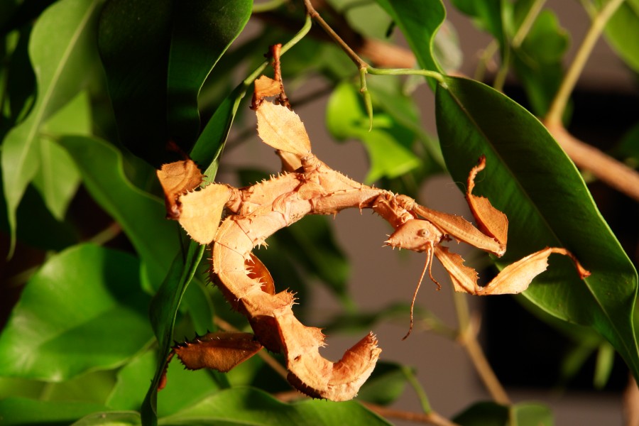 Extatosoma tiaratum 116