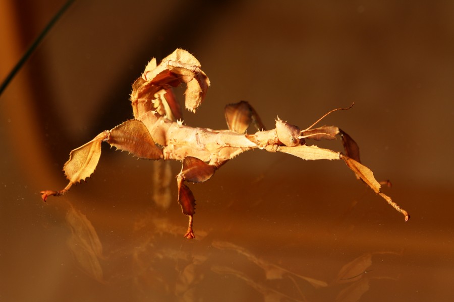 Extatosoma tiaratum 117