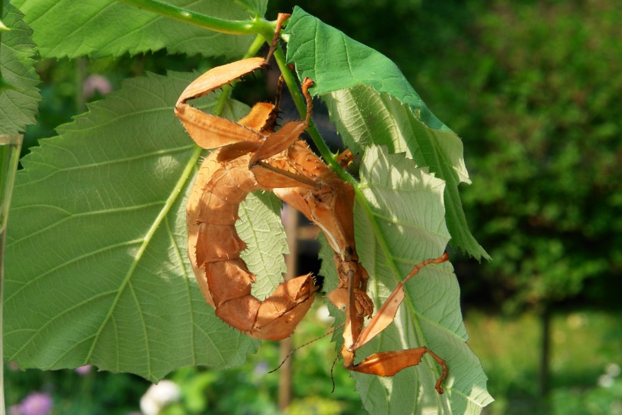 Extatosoma tiaratum 118