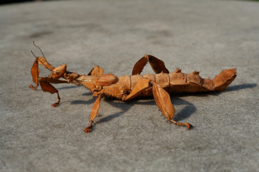 Extatosoma tiaratum 119