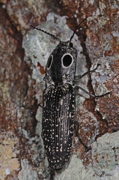 Eyed Click Beetle - Alaus oculatus, Highland Hammock State Park, Sebring, Florida