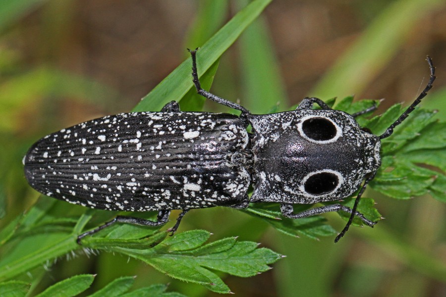 Eyed Click Beetle - Alaus oculatus, Julie Metz Wetlands, Woodbridge, Virginia