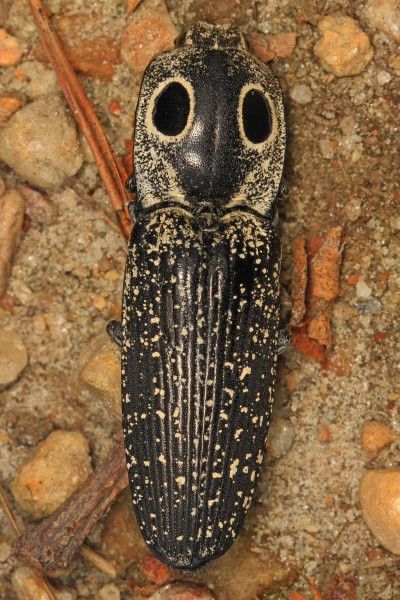Eyed Click Beetle - Alaus oculatus, Occoquan Regional Park, Lorton, Virginia