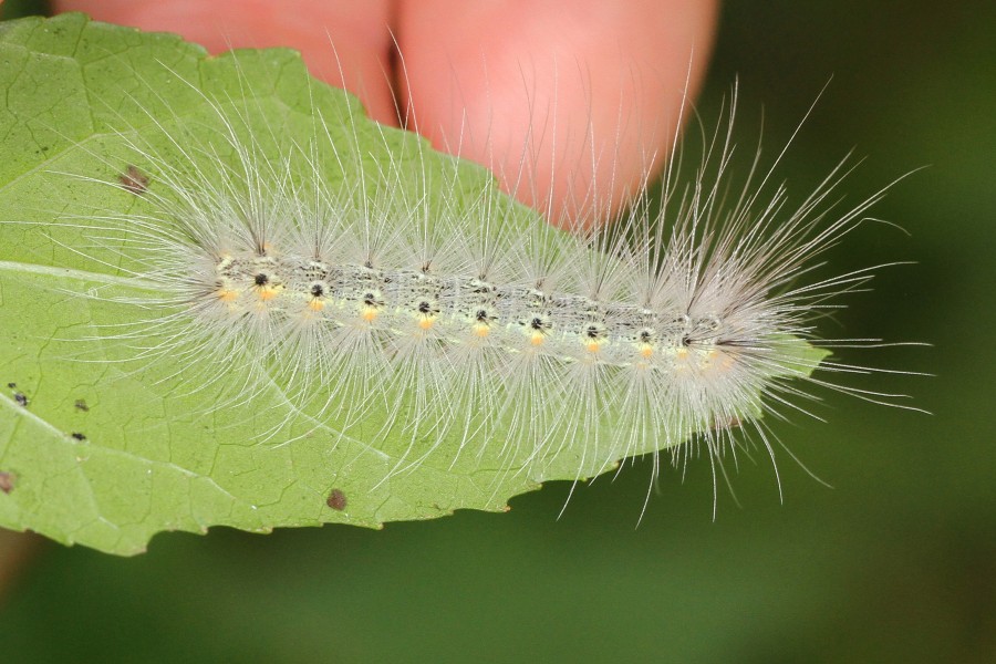 Fall Webworm - Hyphantria cunea, Julie Metz Wetlands, Woodbridge, Virginia