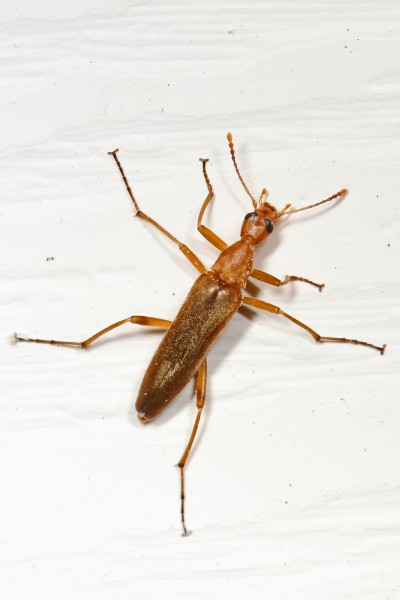 False Leptura Beetle - Cephaloon lepturides, Woodbridge, Virginia