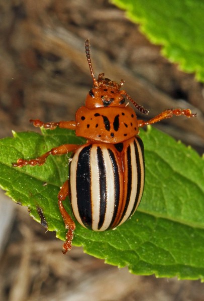 False Potato Beetle - Leptinotarsa juncta, Meadowwood Farm SRMA, Mason Neck, Virginia