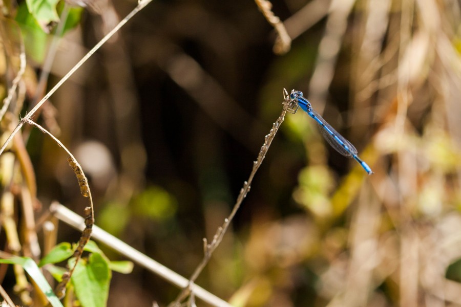 Familiar bluet (19894108644)