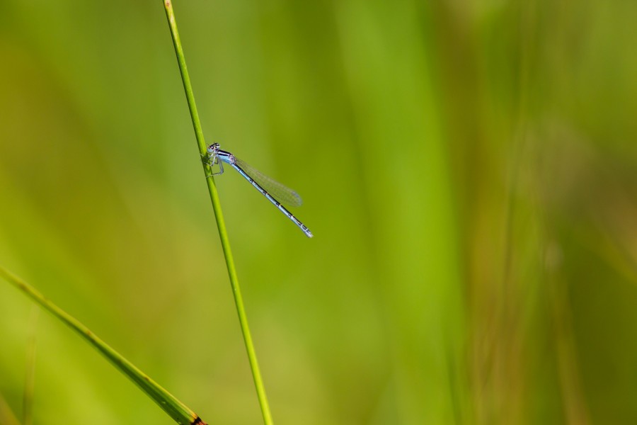 Familiar bluet (36162662435)