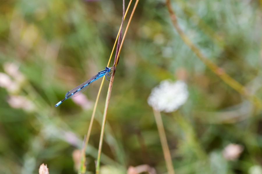 Familiar bluet (43051071915)