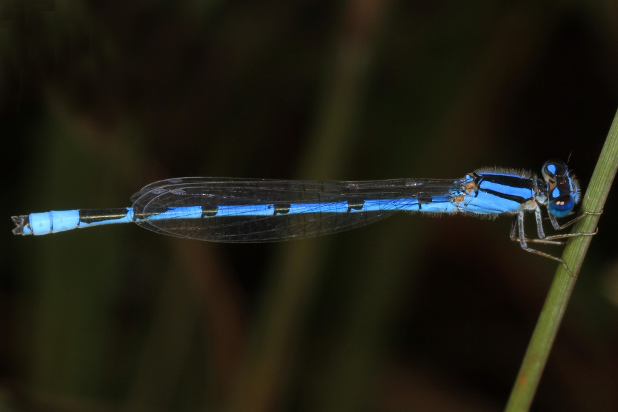 Familiar Bluet - Enallagma civile, Meadowood Farm SRMA, Mason Neck, Virginia (24415589878)