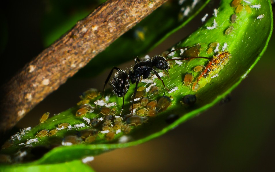 Farming ant