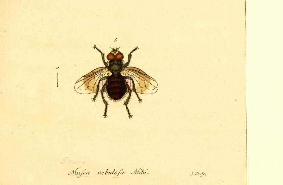 Fauna Germanica, Diptera BHL12718842