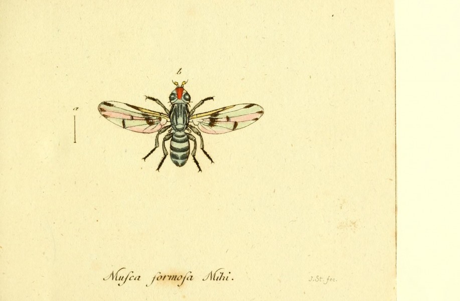 Fauna Germanica, Diptera BHL12718846