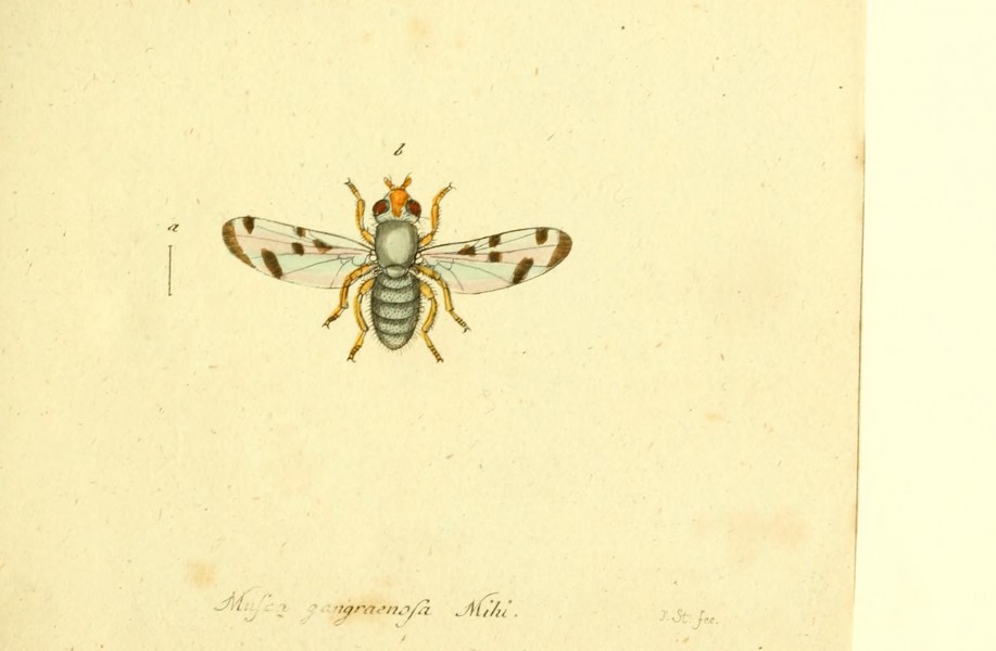 Fauna Germanica, Diptera BHL12718850