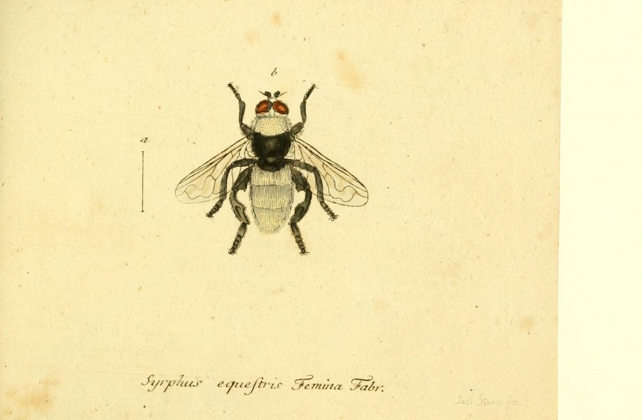 Fauna Germanica, Diptera BHL12718854