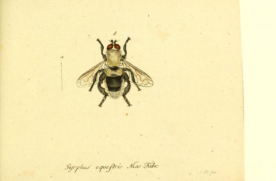 Fauna Germanica, Diptera BHL12718858