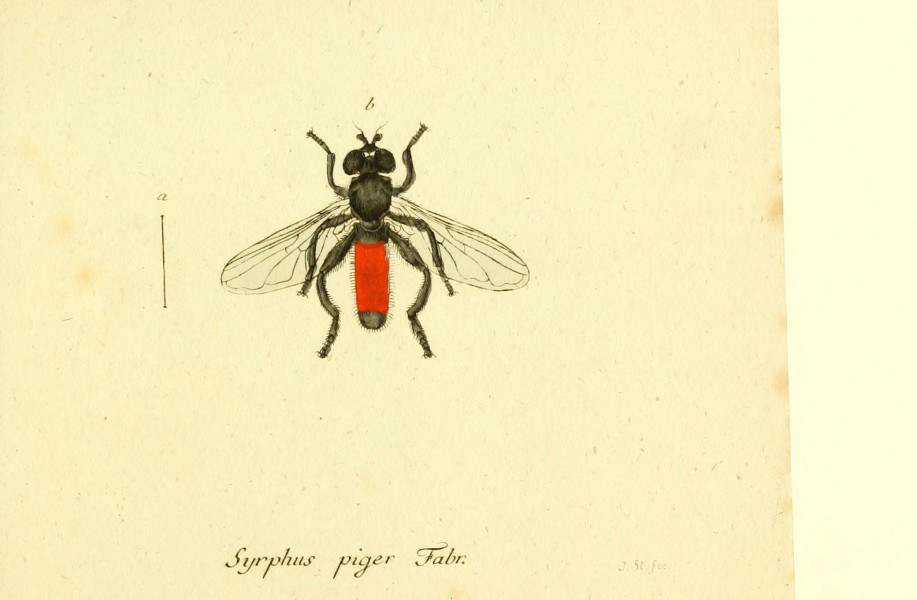 Fauna Germanica, Diptera BHL12718870