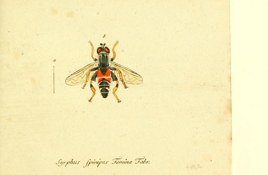 Fauna Germanica, Diptera BHL12718874