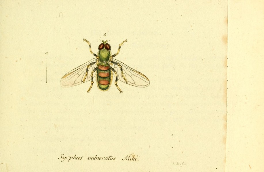 Fauna Germanica, Diptera BHL12718886