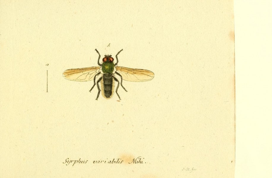 Fauna Germanica, Diptera BHL12718890