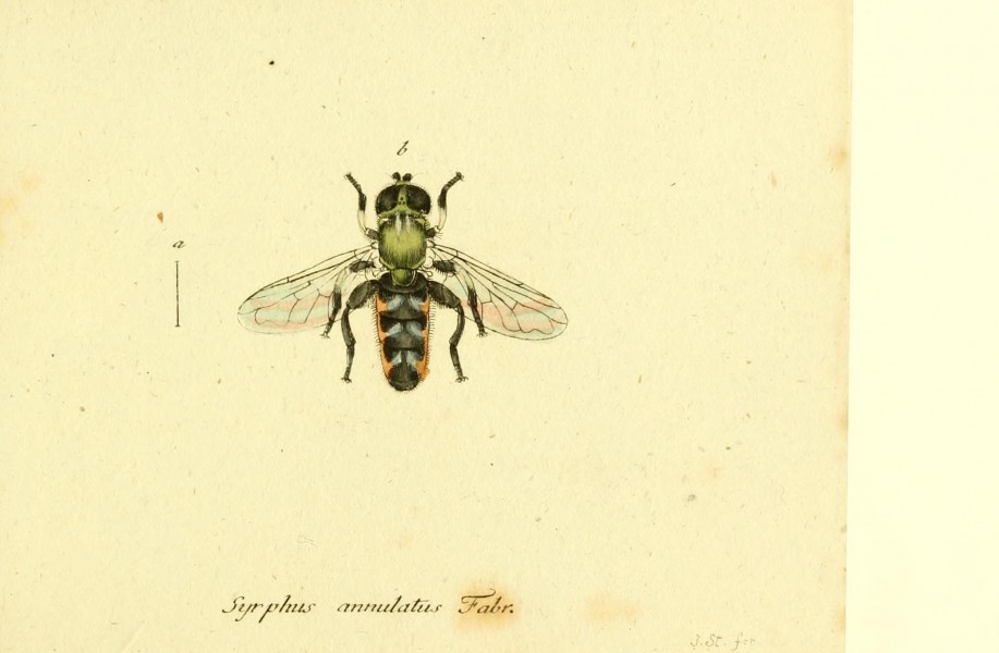 Fauna Germanica, Diptera BHL12718894