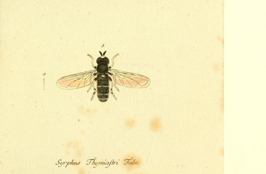 Fauna Germanica, Diptera BHL12718898