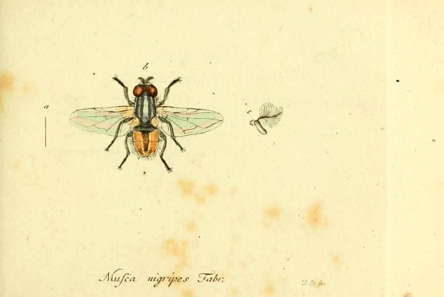 Fauna Germanica, Diptera BHL12718902