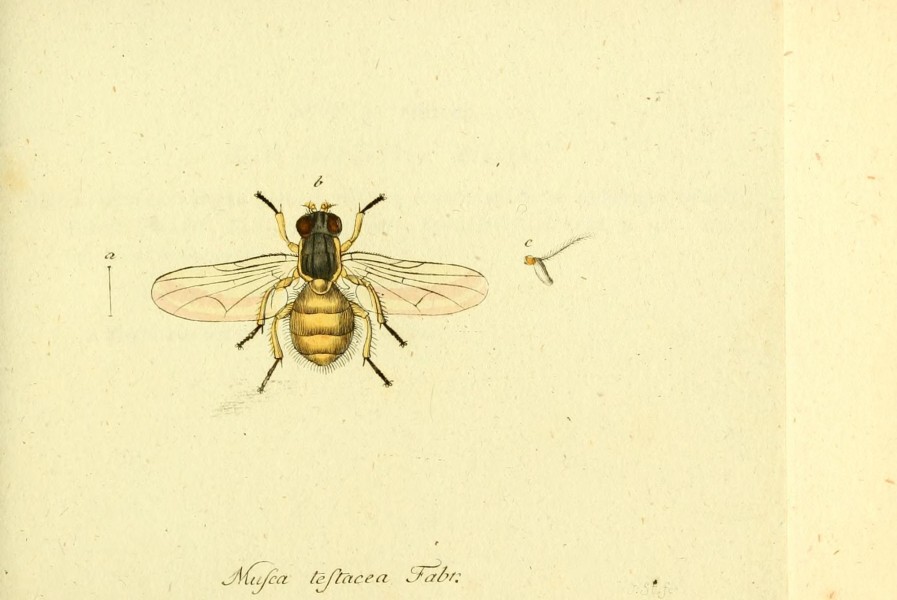 Fauna Germanica, Diptera BHL12718906