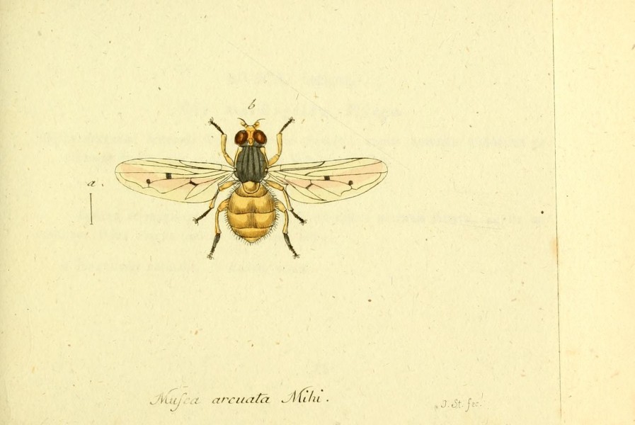 Fauna Germanica, Diptera BHL12718910