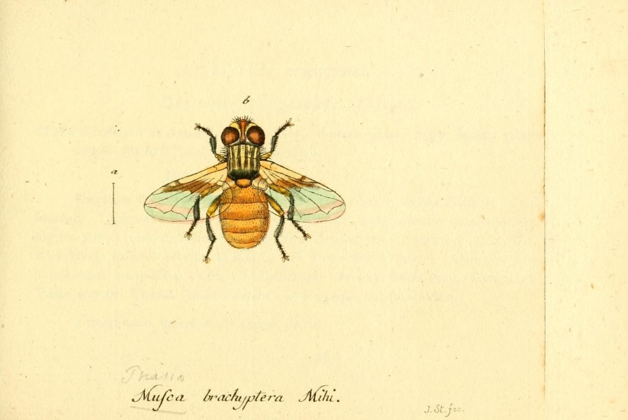 Fauna Germanica, Diptera BHL12718914