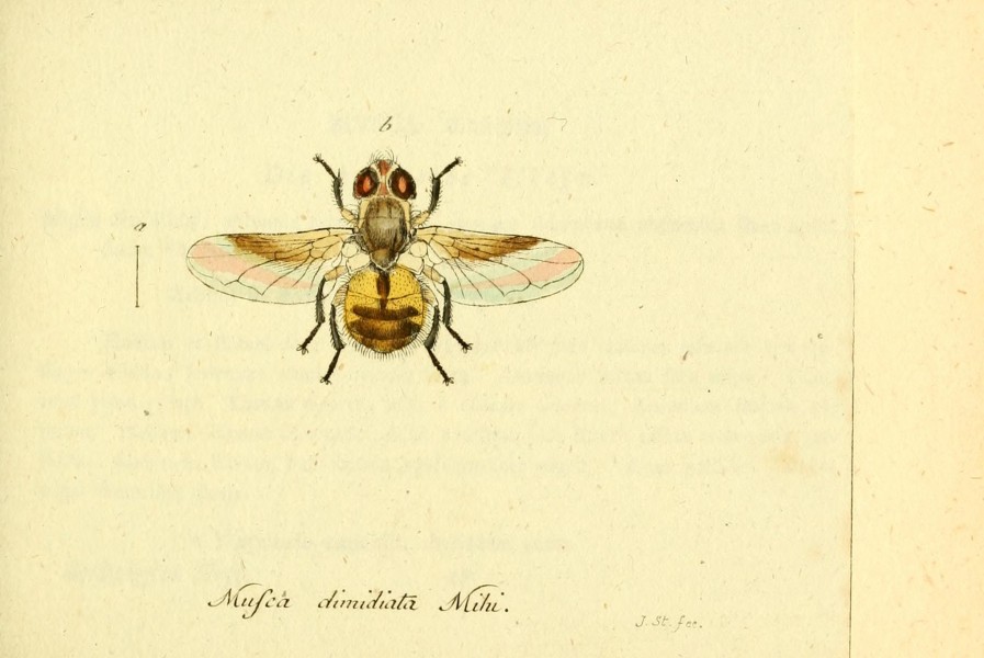 Fauna Germanica, Diptera BHL12718918