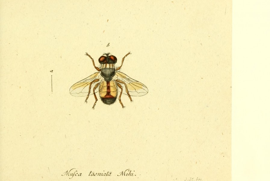 Fauna Germanica, Diptera BHL12718922