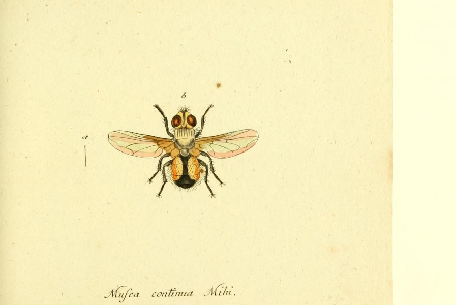 Fauna Germanica, Diptera BHL12718926