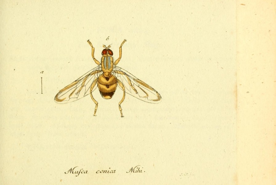 Fauna Germanica, Diptera BHL12718930
