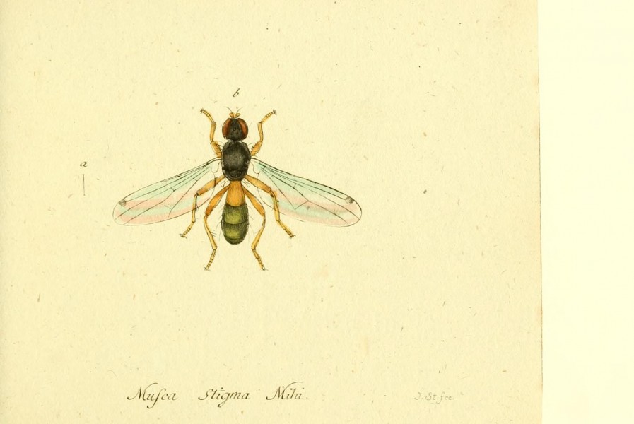 Fauna Germanica, Diptera BHL12718934