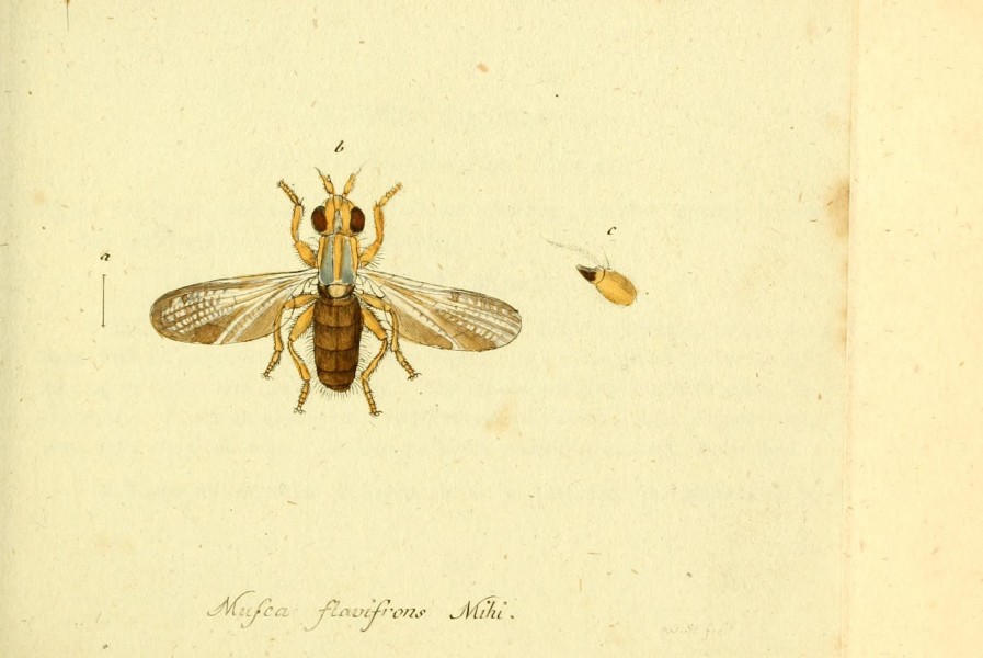 Fauna Germanica, Diptera BHL12718938