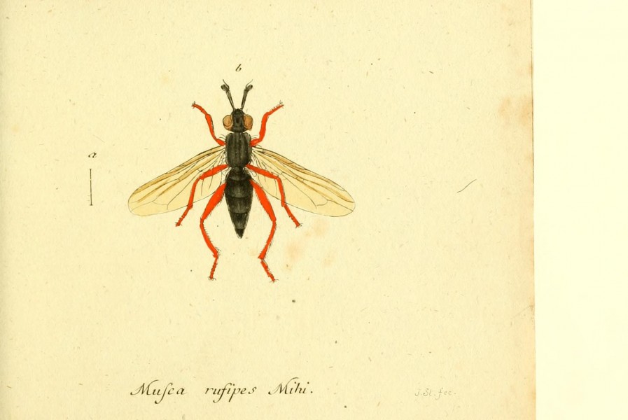 Fauna Germanica, Diptera BHL12718942