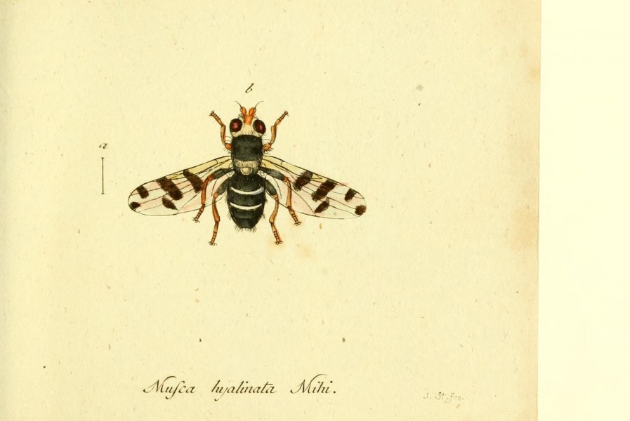 Fauna Germanica, Diptera BHL12718946