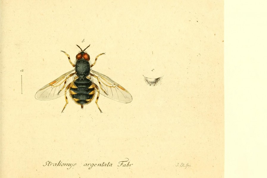Fauna Germanica, Diptera BHL12718950