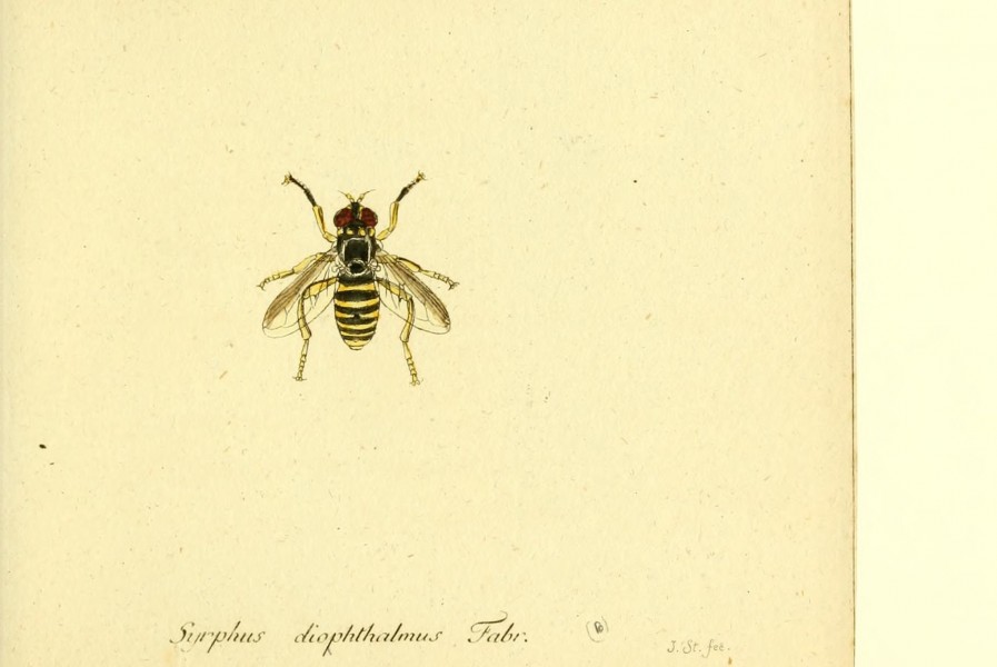 Fauna Germanica, Diptera BHL12718954