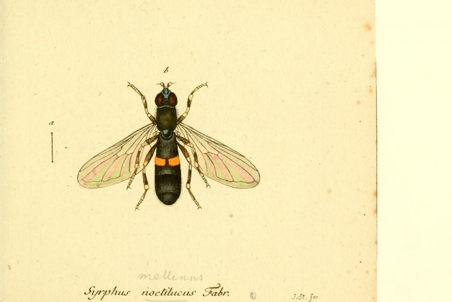 Fauna Germanica, Diptera BHL12718958