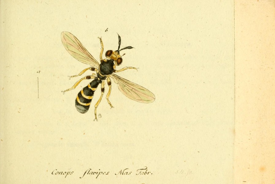 Fauna Germanica, Diptera BHL12718962