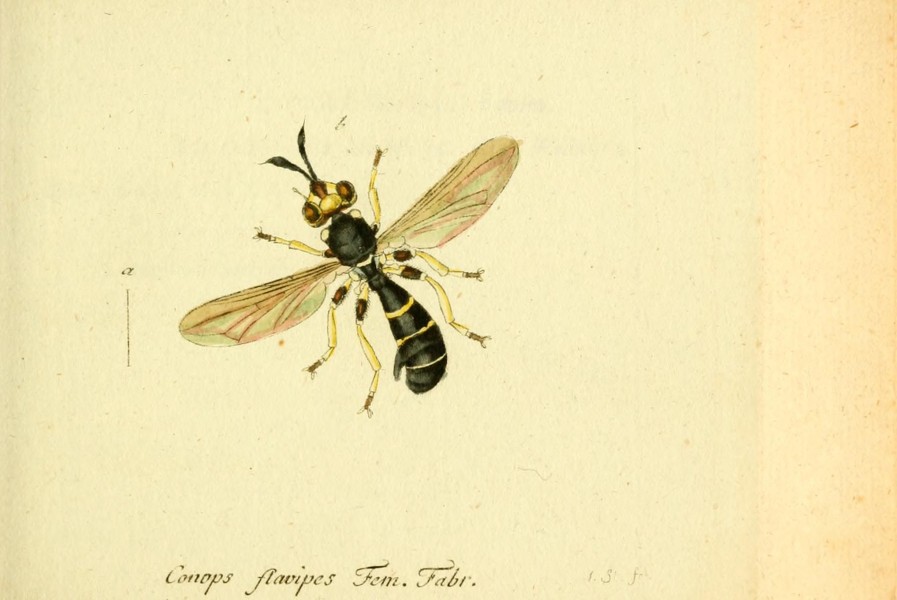 Fauna Germanica, Diptera BHL12718966