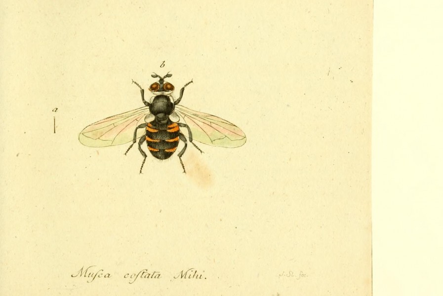 Fauna Germanica, Diptera BHL12718970
