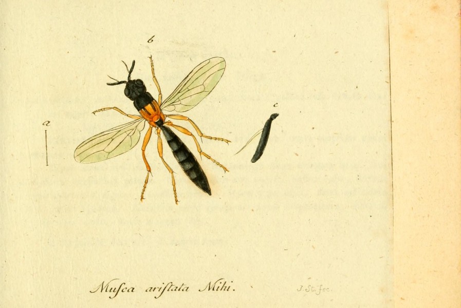 Fauna Germanica, Diptera BHL12718974