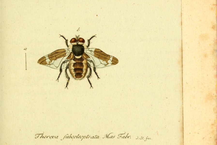 Fauna Germanica, Diptera BHL12718978