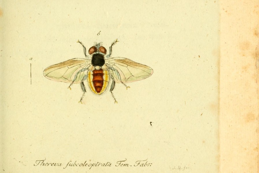 Fauna Germanica, Diptera BHL12718982