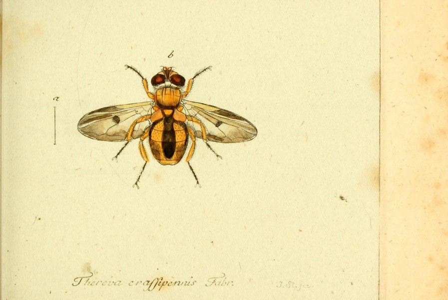 Fauna Germanica, Diptera BHL12718986