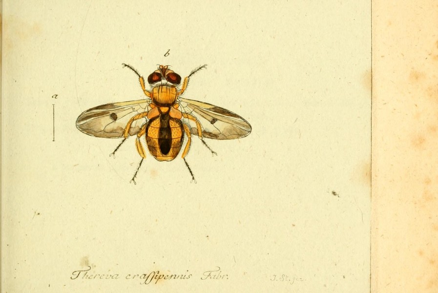 Fauna Germanica, Diptera BHL12718986