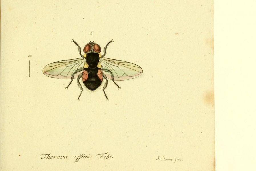 Fauna Germanica, Diptera BHL12718990